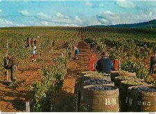 Vignes arbois domaine d'occasion  Fruges
