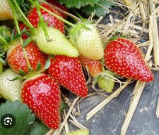 Graines fraises graines d'occasion  Anzin