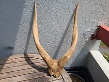 Massacre bongo tragelaphus d'occasion  Lorient