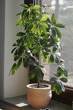 Graines schefflera actinophyll d'occasion  Sabres