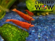 Neocaridina shrimp skittle for sale  High Point