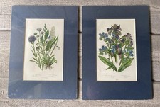 Anne pratt 1855 for sale  Carmel