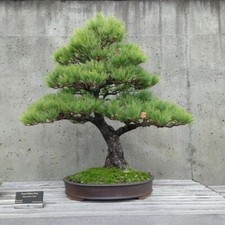 Pinus strobus pino usato  Torino