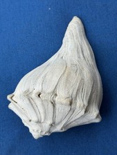 Rare fossilized whelk for sale  Cartersville