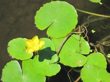 seerose gebraucht kaufen seerose gebraucht kaufen Großwallstadt