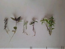 Tradescantia bundle jose for sale  CHELTENHAM