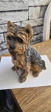 Yorkshire terrier pup for sale  CHESTERFIELD