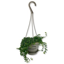 Enchanting string frogs for sale  USA
