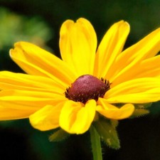 Rudbeckia triloba flower for sale  Oakland Gardens