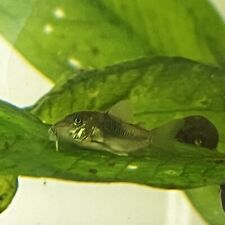 Green bronze corydoras for sale  Linden