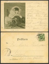 Cat kitten 1898 for sale Cat kitten 1898 for sale  UK