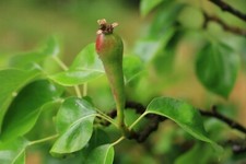 New pear tree for sale  BRIGHTON
