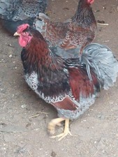 Blue laced wyandotte for sale  DOWNPATRICK