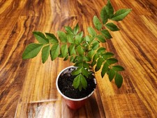 Curry leaf year for sale  Medford