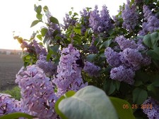 Old fashioned lilac for sale  Owego