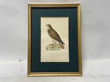 1867 antique bird for sale  WINSFORD