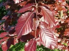 purple beech for sale purple beech for sale CAMBORNE