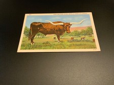 Texas texas long for sale  Linesville