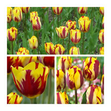 Helmar rembrandt tulip for sale  UK