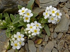 Various flower seeds for sale  WALLASEY