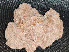Barytine rose crêtée d'occasion  Le Mans