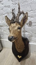 Taxidermy roe deer for sale  LONDON