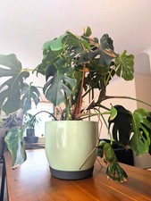 Large mature monstera for sale  LONDON