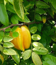 Star fruit carambola for sale  Opa Locka