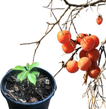 Persimmon tree seedling for sale  Denver