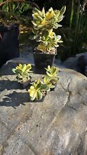 Crassula ALBA na sprzedaż  PL