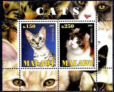 Gatti animali domestici usato  Italia