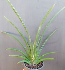 Sansevieria pearsonii. sansevi usato  Trapani