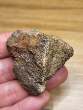 Genuine triceratops frill for sale  SOLIHULL