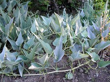 Buffalo gourd rare d'occasion  Expédié en Belgium