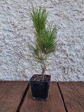 Pino nero giapponese usato  Santa Marinella