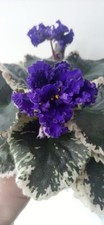 African violet baby for sale  PETERBOROUGH