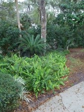 Rooted live boston for sale  Ormond Beach