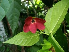 Abroma augusta seeds for sale  HIGH WYCOMBE