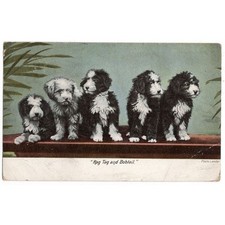 Rag tag bobtail for sale  GLASGOW