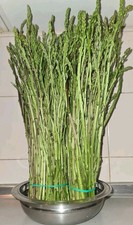 Piantine asparagi selvatici usato  Sanluri