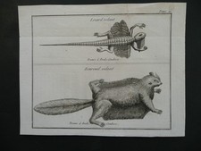 Lézard volant ecureuil d'occasion Lézard volant ecureuil d'occasion  Flers