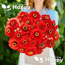 Zinnia dahliaflowered red for sale  DONCASTER