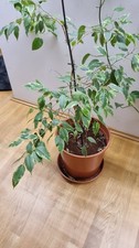 Zimmerpflanzen topf ficus gebraucht kaufen Zimmerpflanzen topf ficus gebraucht kaufen  Wolfratshausen