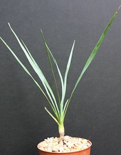 Yucca rostrata exotic for sale  Miami