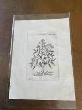Antique flower clematis for sale  PEVENSEY