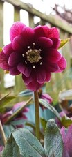 Helleborus orientalis dark for sale  LIVERSEDGE