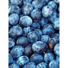 Dwarf italian plum for sale  Tacoma