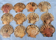 Scallop shells dished for sale  WOKING