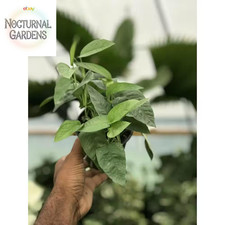 big house leaf plant for sale  Denver