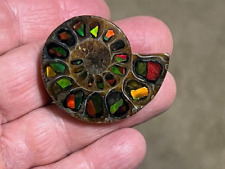 Spectacular rare ammolite for sale  West Palm Beach